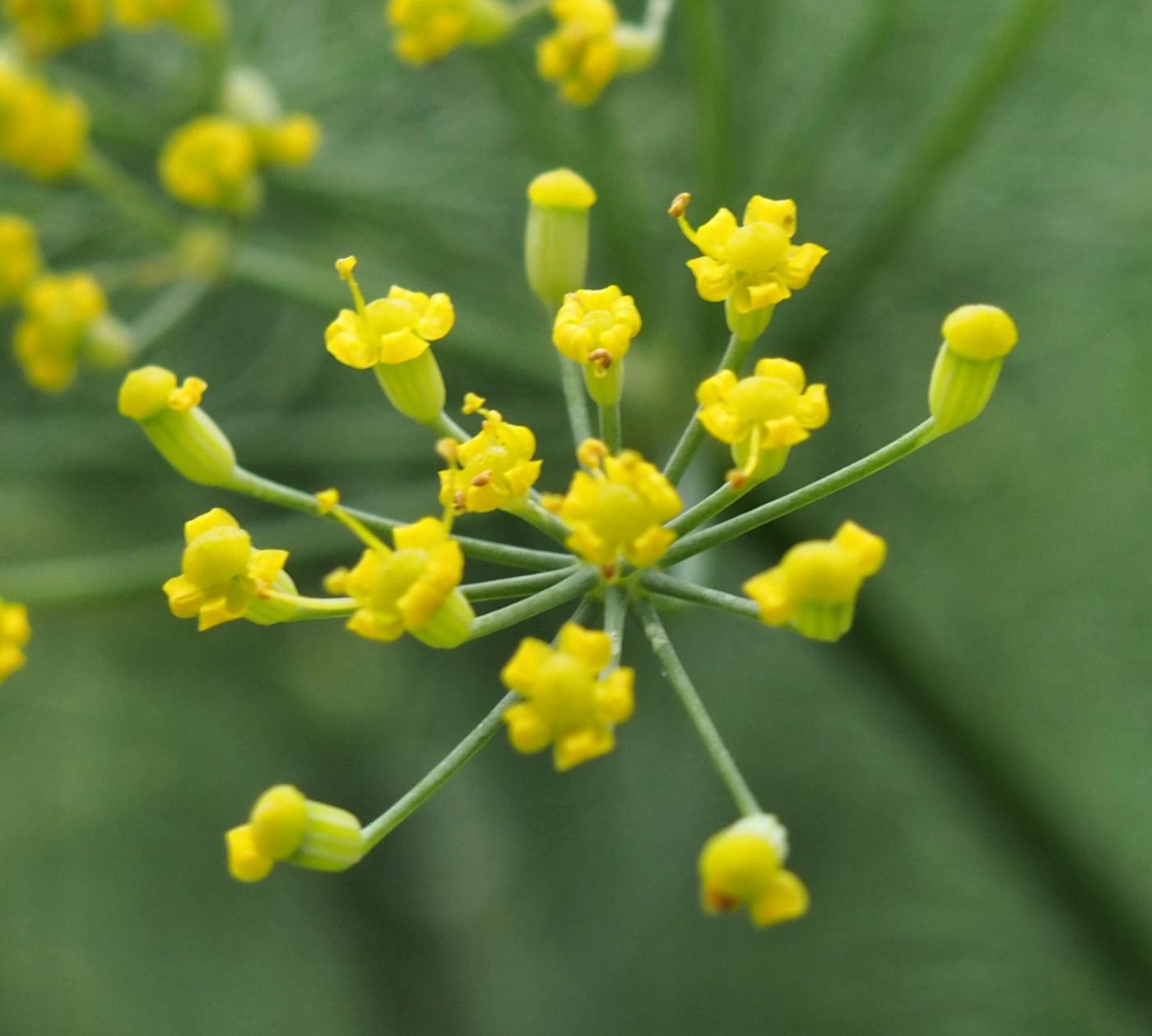 Fennel, Common flower